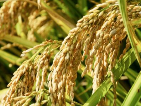 专业清关公司,清关代理,农产品进口清关 专业清关公司,清关代理,农产品进口清关