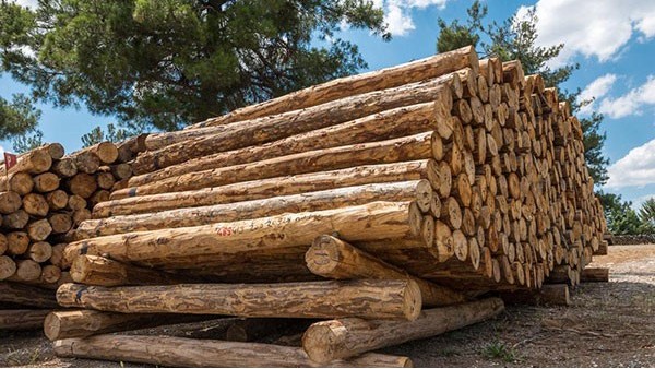木材进口报关 木材进口报关