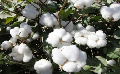 棉花 棉花