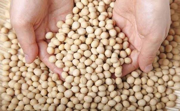 印度农产品d 印度农产品d