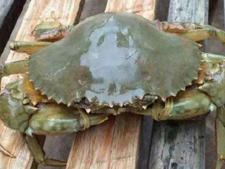 1青蟹佛山进口清关代理,青蟹进口清关,青蟹清关代理 1青蟹佛山进口清关代理,青蟹进口清关,青蟹清关代理