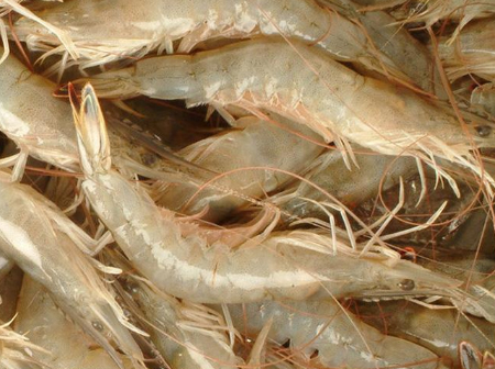 水产品进口报关,水产品代理报关,水产品黄埔代理报关 水产品进口报关,水产品代理报关,水产品黄埔代理报关