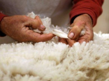 羊毛东莞虎门港进口报关,羊毛进口报关,羊毛东莞报关 羊毛东莞虎门港进口报关,羊毛进口报关,羊毛东莞报关