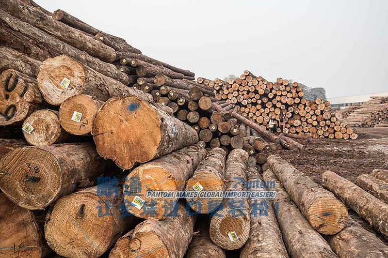 榉木原木进口案例 榉木原木进口案例