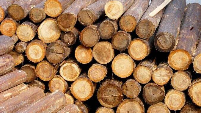 进口木材 进口木材