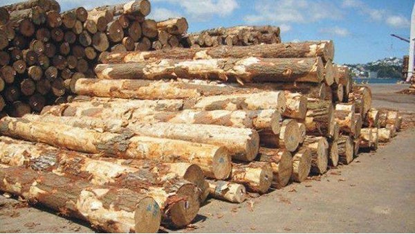东莞木材进口报关 东莞木材进口报关