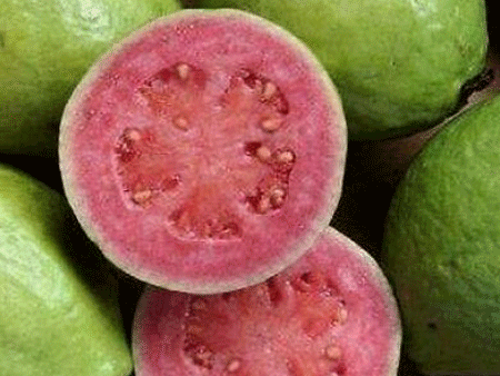 番石榴进口深圳机场报关,番石榴进口机场报关,番石榴进口报关 番石榴进口深圳机场报关,番石榴进口机场报关,番石榴进口报关