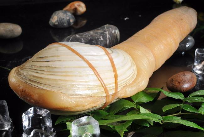 象拔蚌进口报关 象拔蚌进口报关