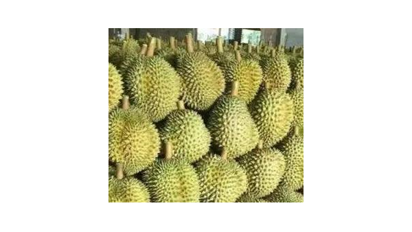 进口越南榴莲报关代理_越南榴莲允许准入啦! 进口越南榴莲报关代理_越南榴莲允许准入啦!