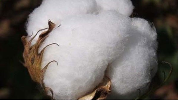 棉花 棉花