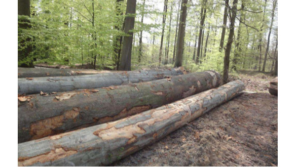 【案例分析】关于原木进口,你知道多少?真实案例 【案例分析】关于原木进口,你知道多少?真实案例