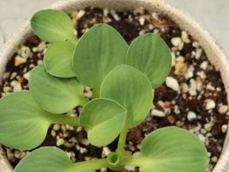 栽培介质东莞进口清关代理,栽培介质进口清关代理,栽培介质进口清关 栽培介质东莞进口清关代理,栽培介质进口清关代理,栽培介质进口清关