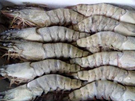 2冷冻海鲜佛山必威betway西汉姆联app手机版报关,冷冻海鲜进口报关,冷冻海鲜代理报关 2冷冻海鲜佛山必威betway西汉姆联app手机版报关,冷冻海鲜进口报关,冷冻海鲜代理报关