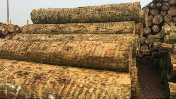 原木进口报关 原木进口报关