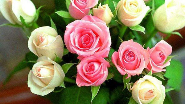 东莞鲜花进口报关代理 东莞鲜花进口报关代理