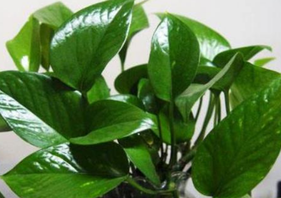 【进口案例】荷兰亮叶剂深圳皇岗进口报关清关