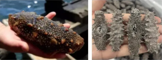 海参.jpg