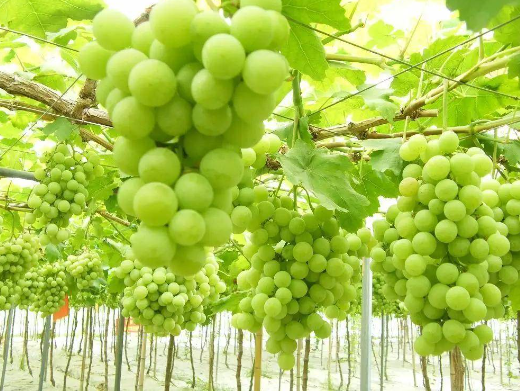 政策解读：进口巴西鲜食葡萄植物检疫要求