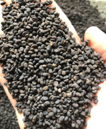 【进口知识】中药材——补骨脂的进口清关流程及所需资料