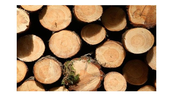 [案例分析]家具木材进口报关公司|南非木材进口清关流程