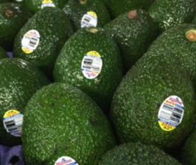 牛油果进口_副本