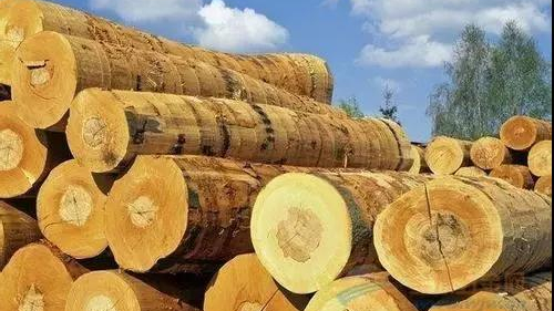 关于木材进口报关注意事项，这几点细节你要注意