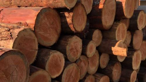 曹妃甸口岸木材进口累计突破200万立方米